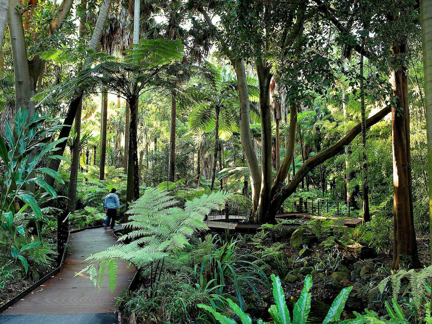 Rainforest Section of the Melbourne Botanic Gardens