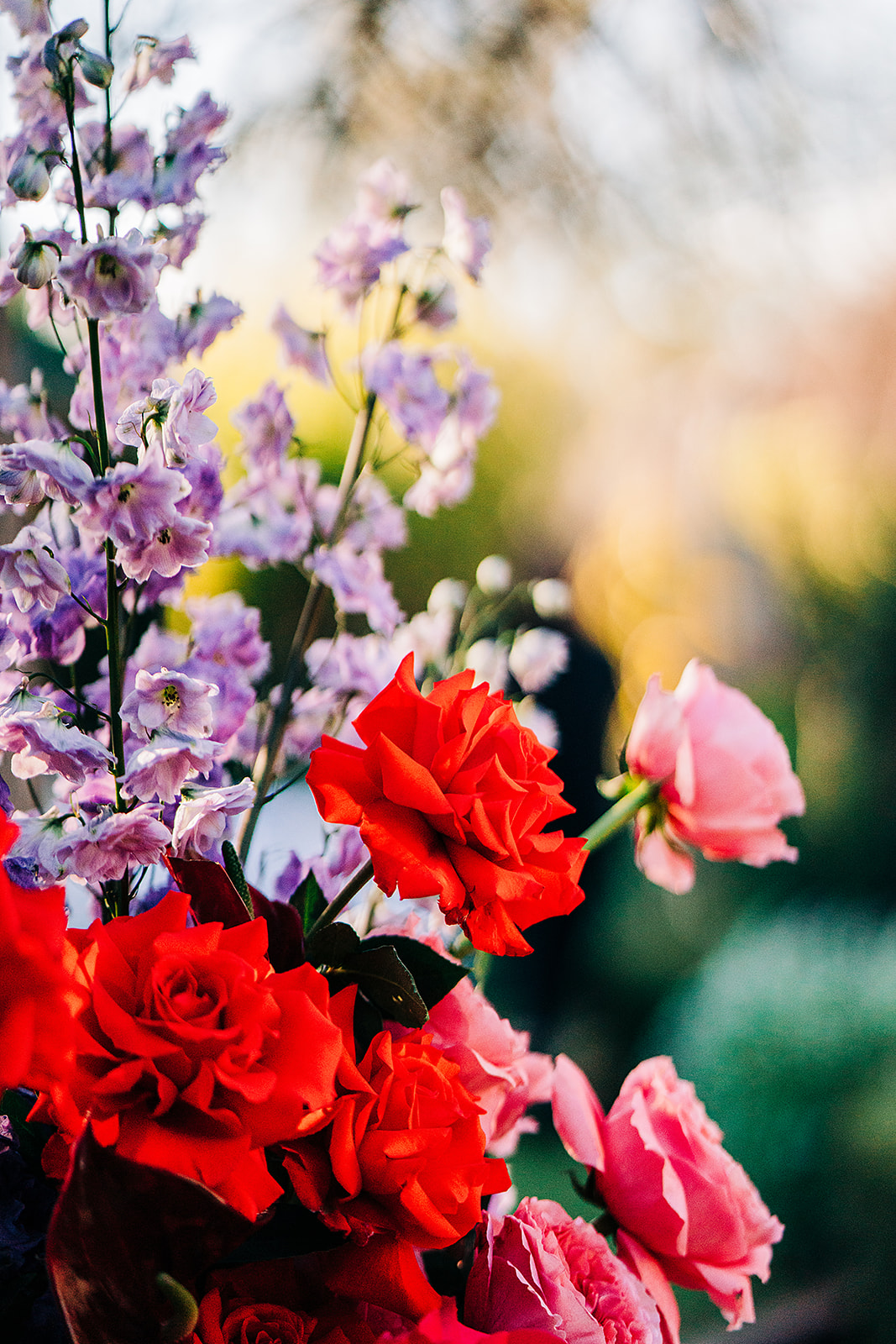 close up of red, pink and purple flowers