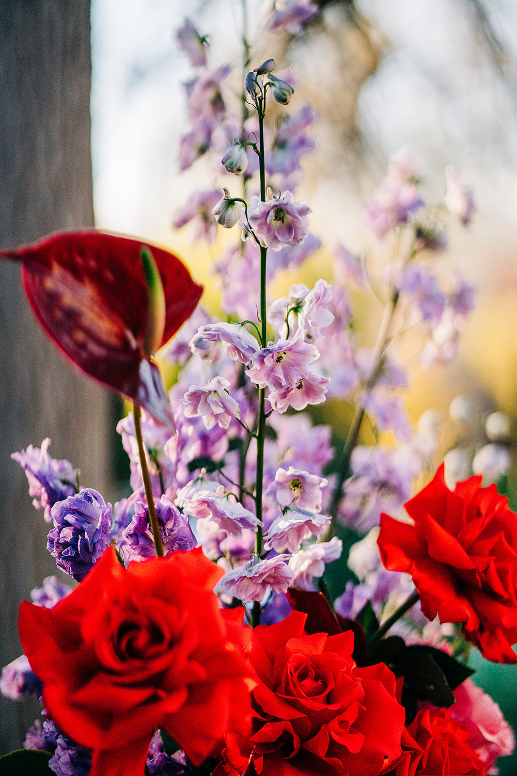 close up of red, purple and pink flowers with sun glowing behind